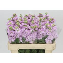Aleli Hol. Impala Cherry Blossom 50cm "T10"