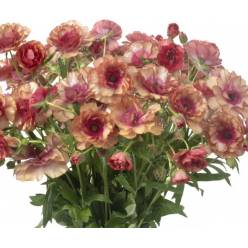 Ranunculos Hol. Butterfly Musa 50cm 40gr "T10"