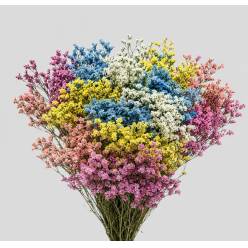 Limonium Nac. Hibrido Harlekin 80cm "T25"