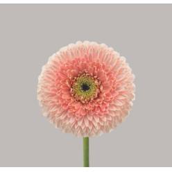 Gerbera Mini Hol.  Gerponi Belfi "T20"