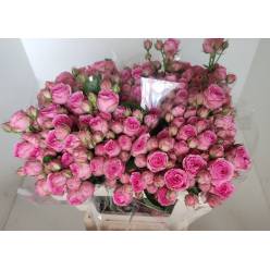 Ramificada Super Sensation 45cm