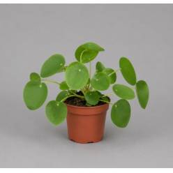 P. Pilea peperomioides 13/30cm x8