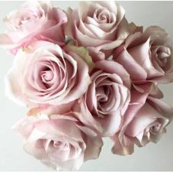 Rosa Col. Secret Garden 60cm