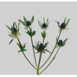 Eryngium Col. Blue Legoo 70cm