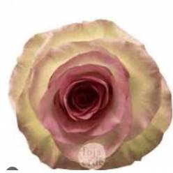 Rosa Ecu. Swan 80cm