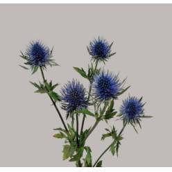 Eryngium Hol. Magnetar Star 60cm