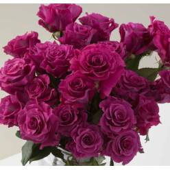 Rosa Ecu. Mamy Blue 50cm