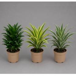 P. Dracena Hol Mix 17/50cm x6