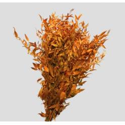 Ruscus Estabilizado Amarillo 70cm 100g