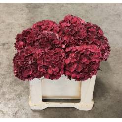Hortensia Hol. Mag. Dark Ruby 60cm �16/18 (7 Dias - 2�)
