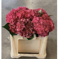Hortensia Hol. Mon Amour 50cm �14/16 (7 Dias - 2�)
