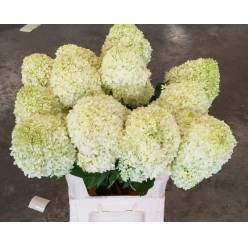 Hortensia Hol. Limelight 90cm �13/15
