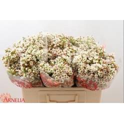 Flor Cera Hol. Morning Delight 60cm 20gr Bl. "T25"