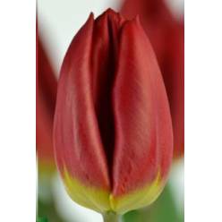 Tulipan Hol. Loveflight Rojo 35cm