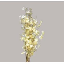 Lunaria Seca Natural 80cm 50g