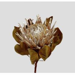 Protea Cynaroides Seca Blanca 50cm
