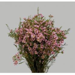 Flor Cera Hol. Un Early Nir 70cm 35gr Rs. "T25"