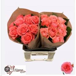 Rosa Hol. Eloise 50cm