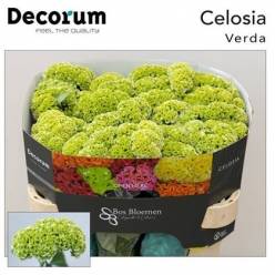Celosia Cresta Hol. Verde 70cm (7 Dias - 2�)