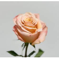 Rosa Ecu. Shimmer 60cm Sl. (7 Dias - 2�)