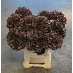Hortensia Hol. Pink Ruby Classic 60cm �16/18 (7 Dias - 2�)