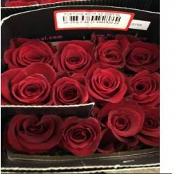 Rosa Ecu. Fortune 60cm Rj (7 Dias - 2�)