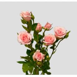 Ramificada Sweet Porcelina 70cm (7 Dias - 2�)