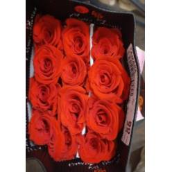 Rosa Ecu. Tamara 80cm (7 Dias - 2�)