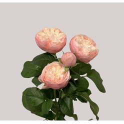 Ramificada Royal Blush 50cm 35gr "Premium" (7 Dias - 2�)