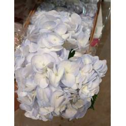 Hortensia Vervain Super 60cm �18/19 (7 Dias - 2�)