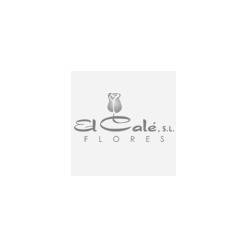 Ranunculos Ecu. Elegance Blush 40cm Rs. (7 Dias - 2�)