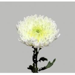 Uniflor Ecu. Magnum Blanco (7 Dias - 2�)