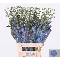 Delphinium Hol. Century Skyblue 100cm "T10" (7 Dias - 2�)