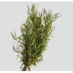 Eucalipto Italia Nicholii 70cm 300gr (7 Dias - 2�)
