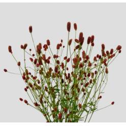 Sanguisorba Officinalis 100cm (7 Dias - 2�)