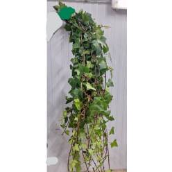 Hiedra Larga 150/180cm (7 Dias - 2�)