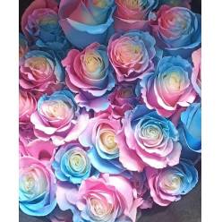 Rosa  Ecu.  Ligth Blue Pink 60cm