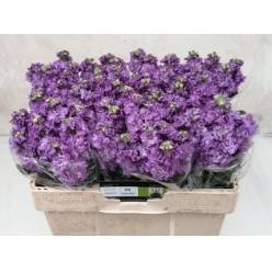Aleli Hol. Impala Lavender 60cm "T10"