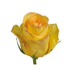 Rosa Ecu. Dejavu 80cm