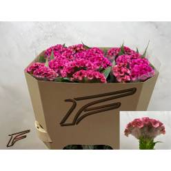 Celosia Cresta Electric Pink 55cm