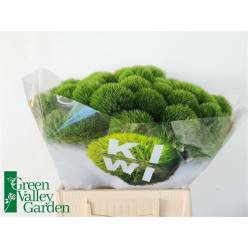 Dianthus Kiwi Cool 40cm "T30"