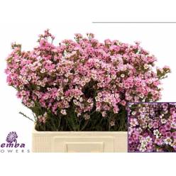 Flor Cera Hol. teinas Delight 60cm 25gr Rs. "T25"
