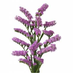 Statice Hol. Fantasi Wings 50cm 20gr "T25" Rs.