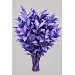 Ruscus Pintado Lila 80cm "T50"