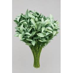Ruscus Pintado Verde 80cm "T50"