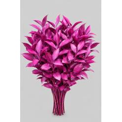 Ruscus Pintado Fucsia 80cm "T50"