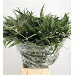 Eucalipto Globulus 65cm 300gr