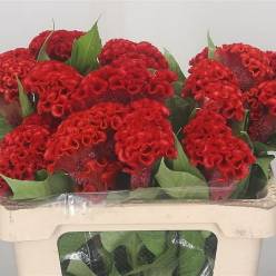 Celosia Cresta Smashing 55cm