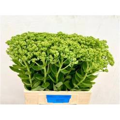 Sedum Hol. Spectabile "Apertura 1-2" 50cm "T25"