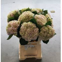 Hortensia Hol. My Matcha Classic 60cm �18/20